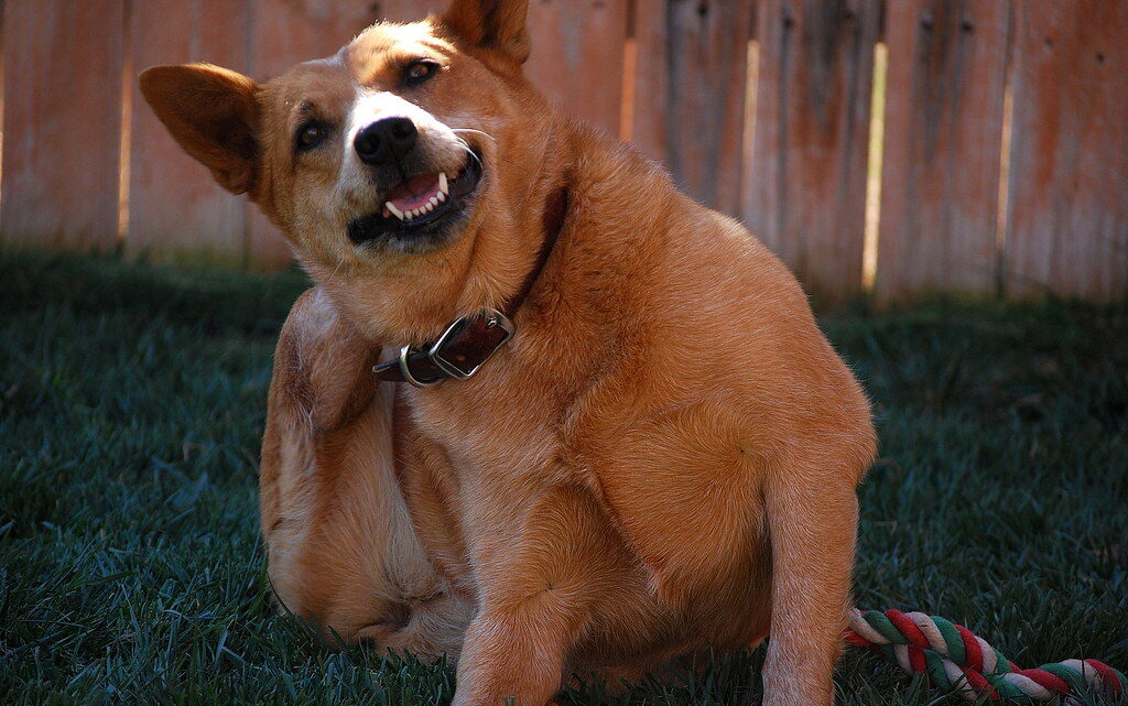switch shampoo when you see persistent itching or smell strong odor