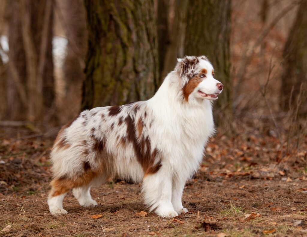 Red Merle Australian Shepherd