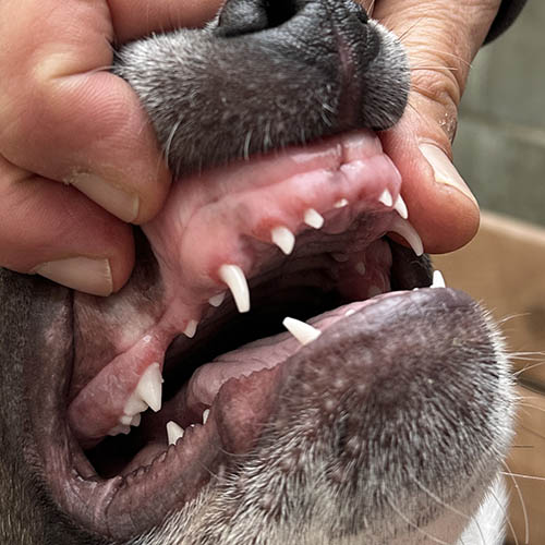 Growth of An Australian Shepherd Puppy: What To Expect Week By Week puppy teeth start to emerge between 2 and 4 weeks