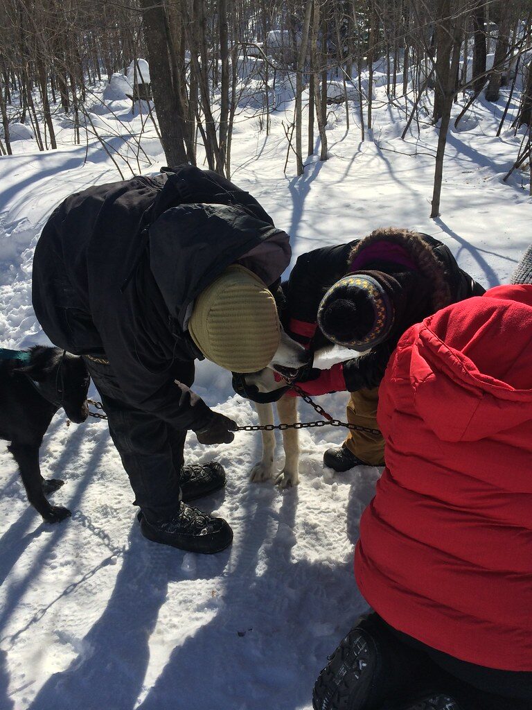 check size and fittings when harnessing the dog