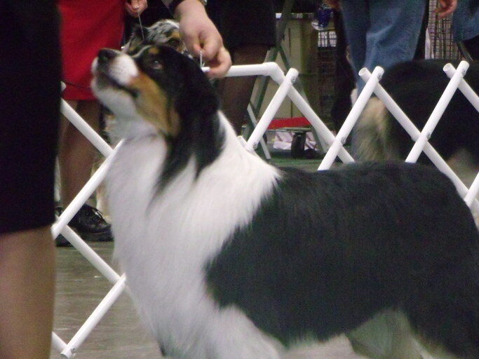 Australian Shepherd Colors: A Friendly Guide to Every Shade AKC will recognize certain colors of Aussies