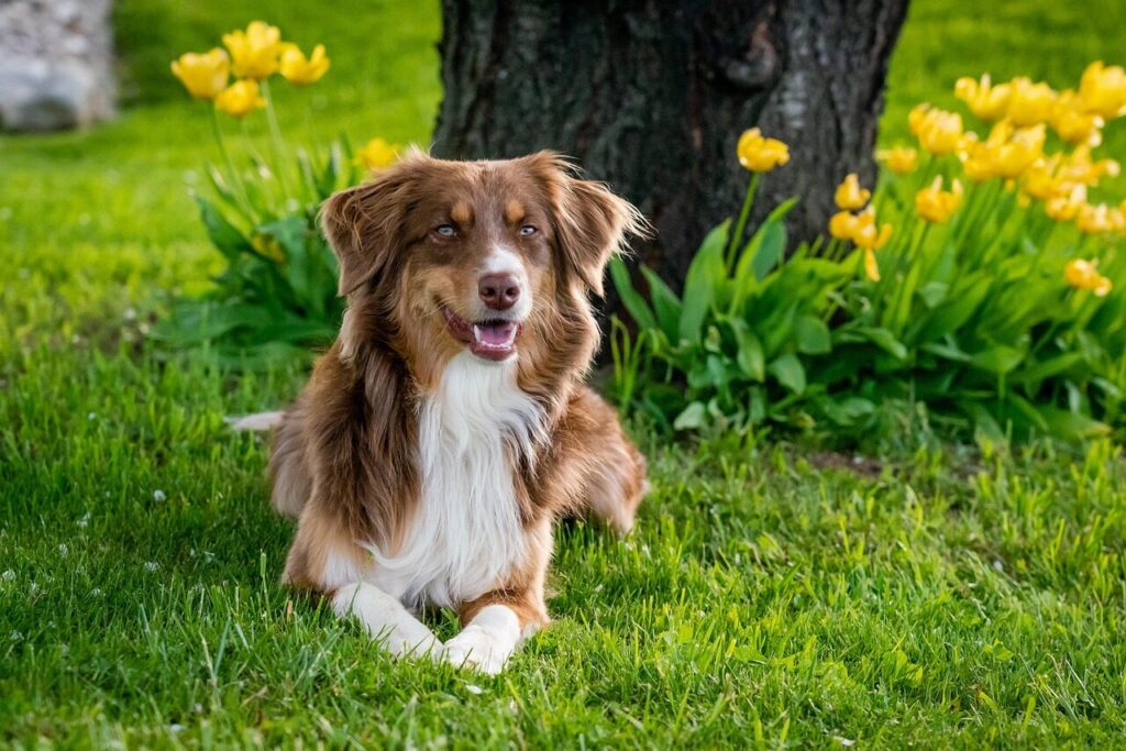 red Australian Shepherd