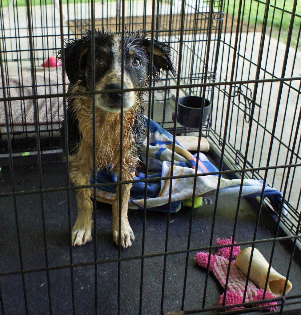 gradual crate training and positive alone-time reduces the risk of accidents