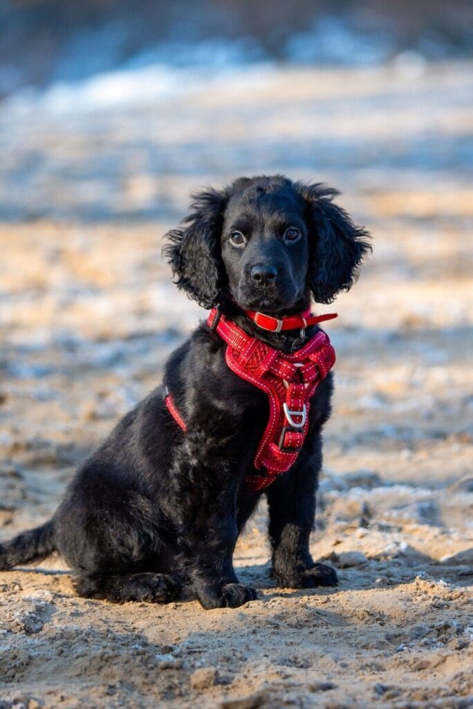 a harness may be a better option for your puppy