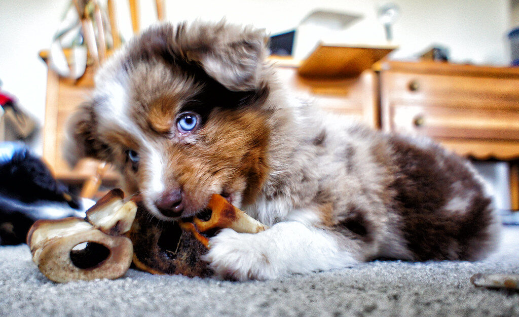 Growth of An Australian Shepherd Puppy: What To Expect Week By Week