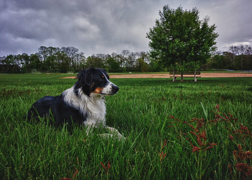darker coat may be better for outside farm dogs