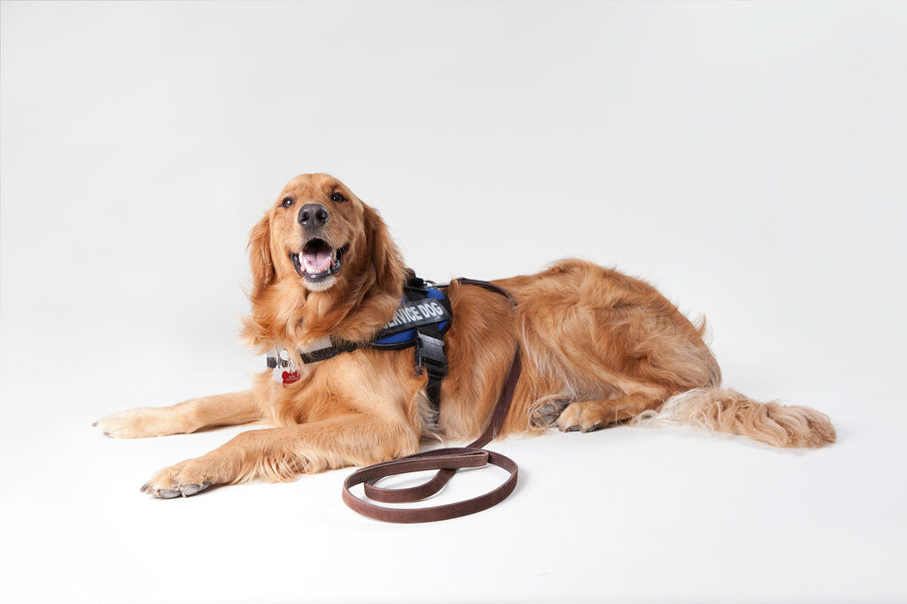 Financial Considerations: Cost and Funding Options for Obtaining a Service Dog