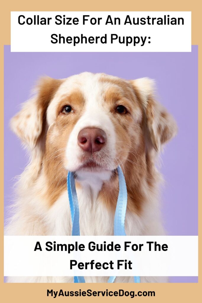Collar Size For An Australian Shepherd Puppy: A Simple Guide For The Perfect Fit Cover Image