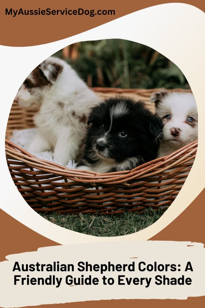 Australian Shepherd Colors: A Friendly Guide to Every Shade Cover Image