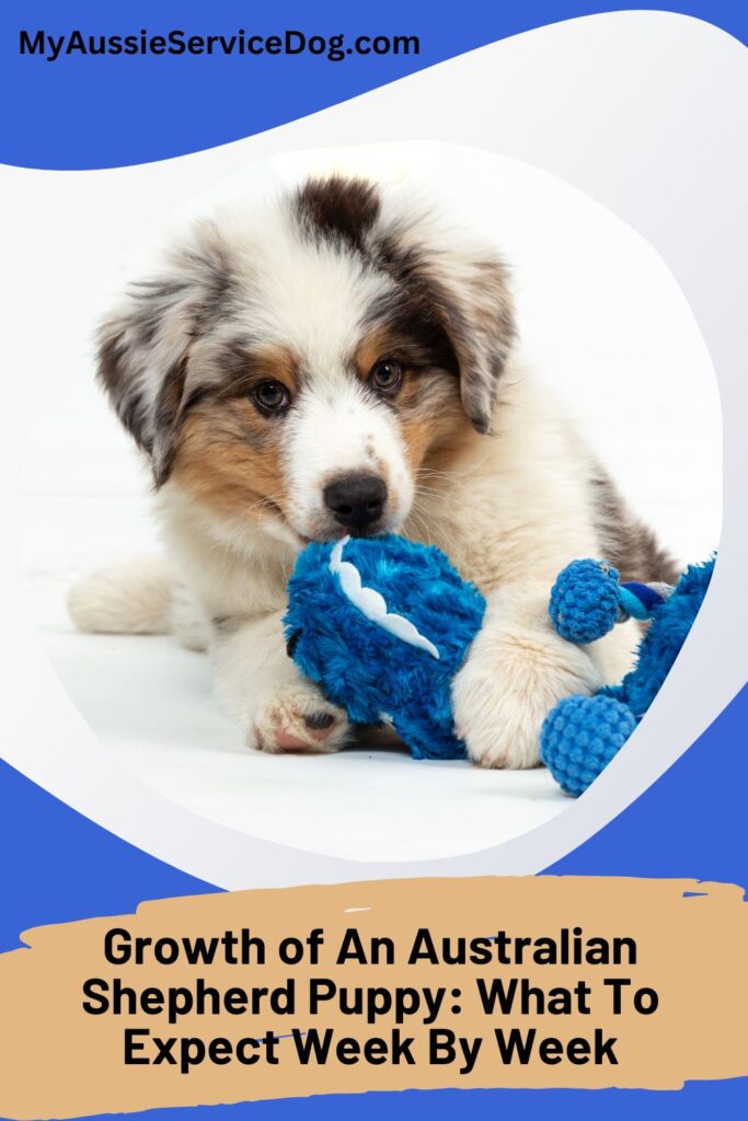Growth of An Australian Shepherd Puppy: What To Expect Week By Week Cover Image