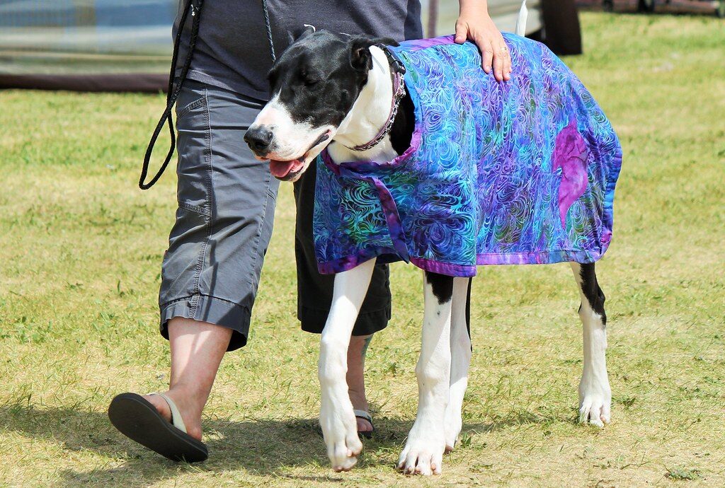 Financial Considerations: Cost and Funding Options for Obtaining a Service Dog different breeds offer different temperaments