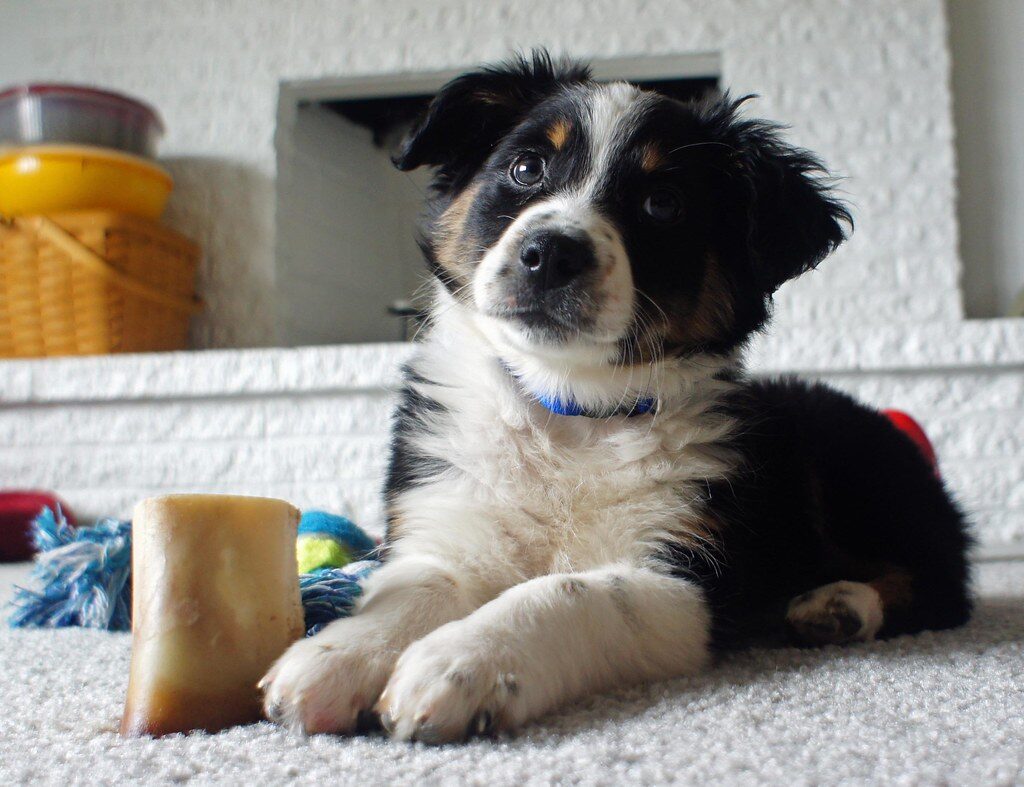 Collar Size For An Australian Shepherd Puppy: A Simple Guide For The Perfect Fit each phase of growth will affect the size of collar needed