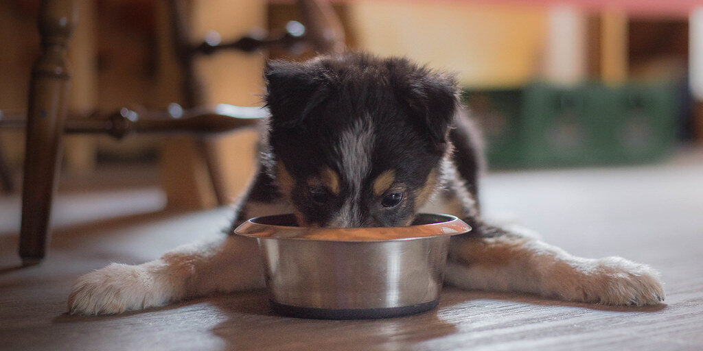 use high quality puppy food