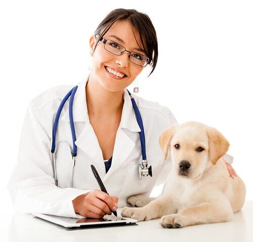 schedule regular vet visits