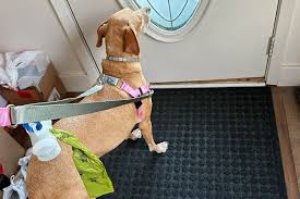 Best Dog Harness For Australian Shepherd: Top Picks For Comfort And Control no-pull harness