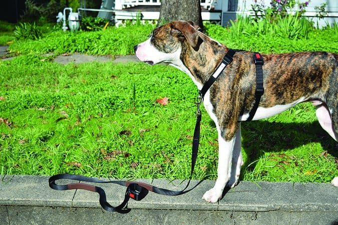 front clip dog harness